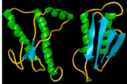 Prions Images