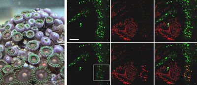 Photoconversion in a live polyp