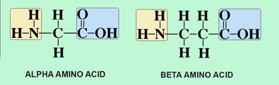 Alpha Amino Acid