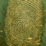 Fingerprint