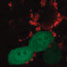 Respiratory syncytial virus infected cells displaying green fluorescence