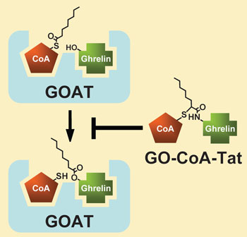 GO-CoA-Tat combines parts of ghrelin and octanyl-CoA to block the ...