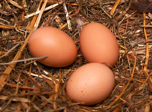 Hens Eggs