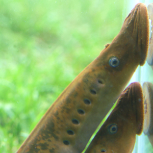 Pictures Of Lampreys