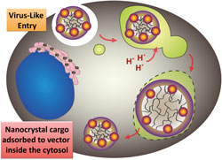 Colloidal polymer vectors loaded with nanocrystal probes enter cells 