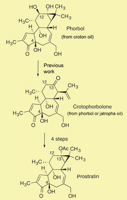 prostratin hiv activation